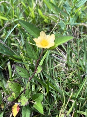 Sida ulmifolia