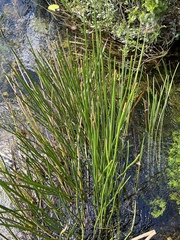 Eleocharis interstincta