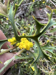 Synaphea