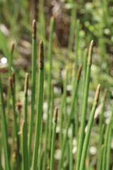 Eleocharis interstincta