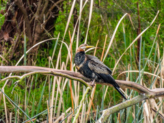 Anhinga novaehollandiae
