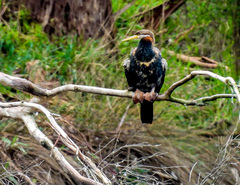 Anhinga novaehollandiae