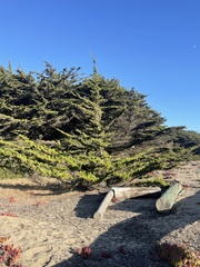 Cupressus macrocarpa