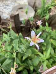 Tricyrtis formosana