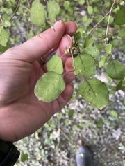 Coprosma rotundifolia