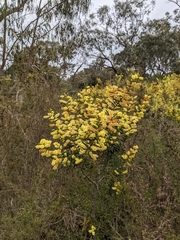 Acacia oxycedrus