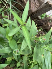 Tricyrtis formosana