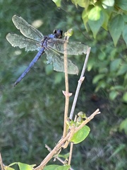 Libellula