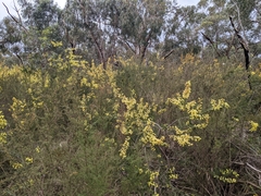 Acacia oxycedrus