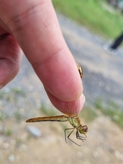 Sympetrum pedemontanum