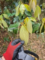 Neolitsea dealbata