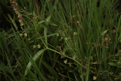 Veronica scutellata