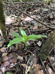 Habenaria floribunda