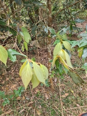 Neolitsea dealbata