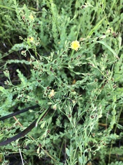 Hypericum denticulatum