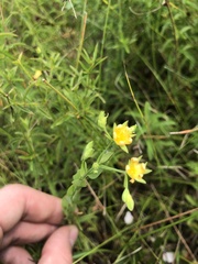 Hypericum denticulatum