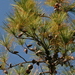 Pinus serotina - Photo (c) Mary Keim, algunos derechos reservados (CC BY-NC-SA)