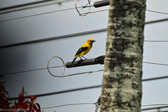 Icterus nigrogularis