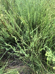 Hypericum denticulatum