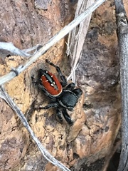 Phidippus carneus