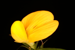 Stylosanthes biflora