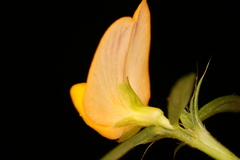 Stylosanthes biflora