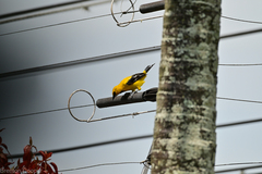 Icterus nigrogularis