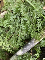 Hymenophyllum demissum