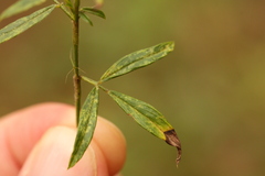 Stylosanthes biflora