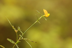 Stylosanthes biflora