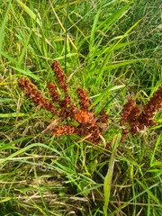 Rumex aquaticus