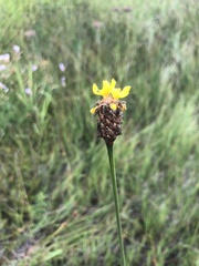Xyris fimbriata