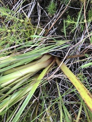 Xyris fimbriata