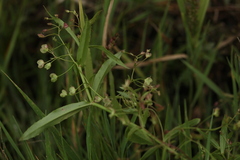 Veronica scutellata