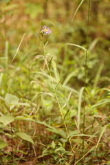 Eurybia hemispherica