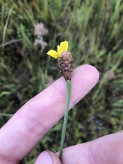 Xyris fimbriata