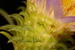 Eurybia hemispherica