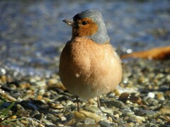 Fringilla coelebs gengleri