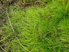 Agrostis stolonifera