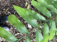Asplenium oblongifolium