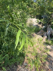 Salix nigra