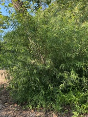 Salix nigra