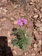 Glandularia wrightii