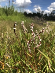 Persicaria hirsuta