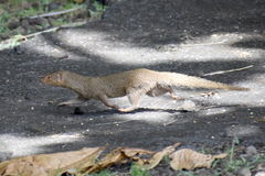 Urva auropunctata