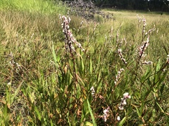 Persicaria hirsuta