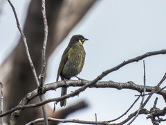 Meliphaga lewinii