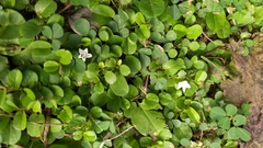 Evolvulus nummularius