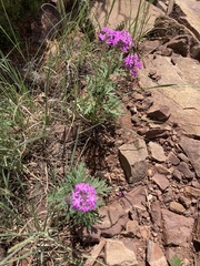 Glandularia wrightii