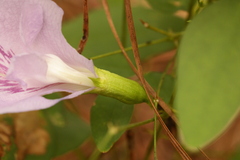 Clitoria mariana